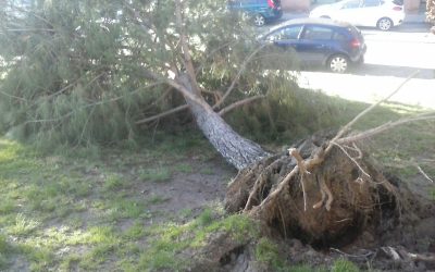 La adjudicación del servicio de arbolado viario a OHL es una imprudencia contra los trabajadores y la ciudadanía