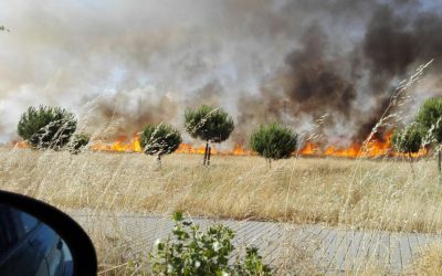 Ganar Alcorcón promueve actuaciones para prevenir incendios en suelo urbano