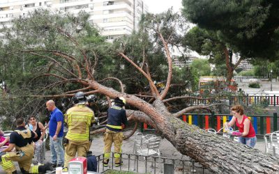 Ganar Alcorcón denuncia que el plan de gestión del riesgo del arbolado llega demasiado tarde
